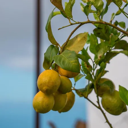Chalet The Lemon Factory